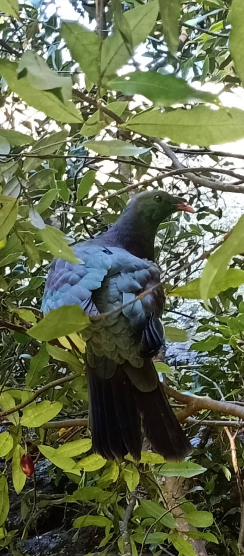 He Pikaokao, he Kereru, he orite tenei manu.