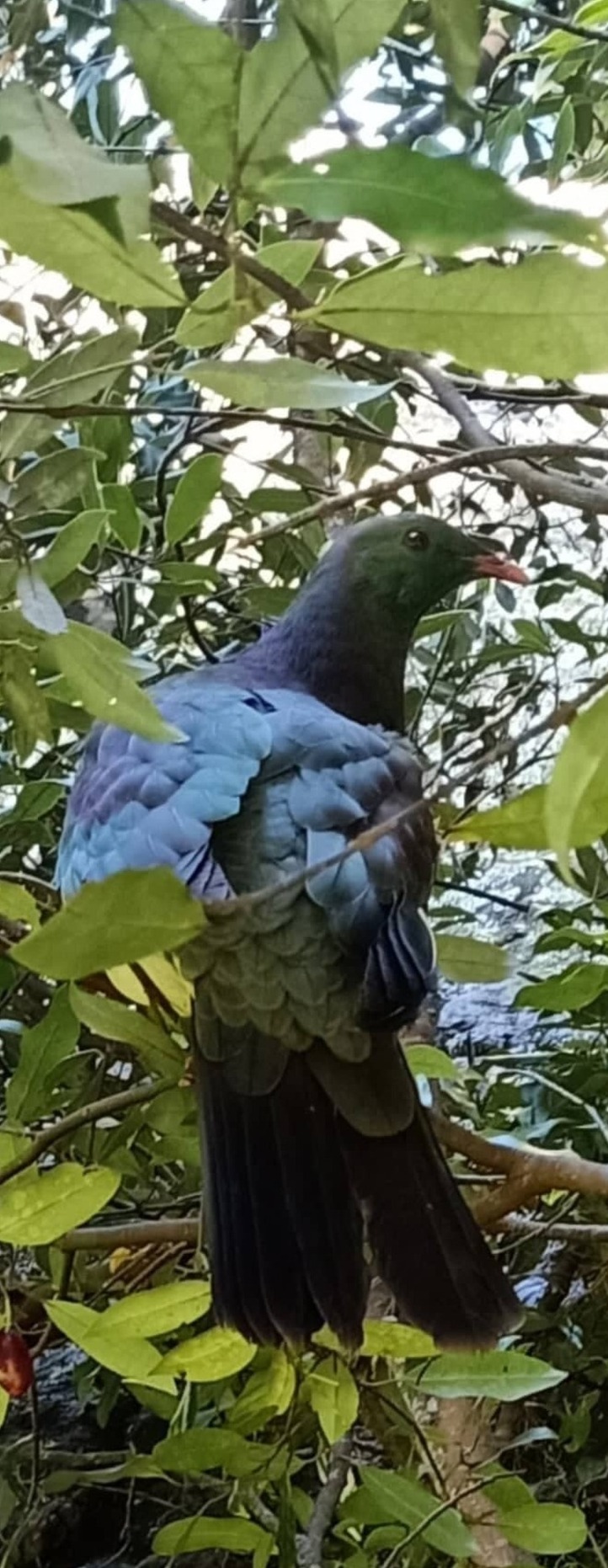He Pikaokao, he Kereru o Tangikaroro