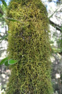 Tangikaroro