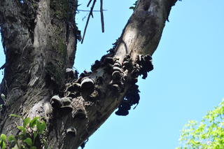 Fungi   Teka