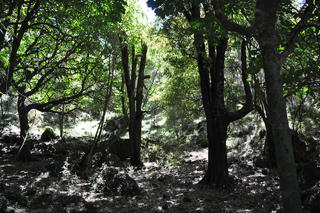 Tangikaroro