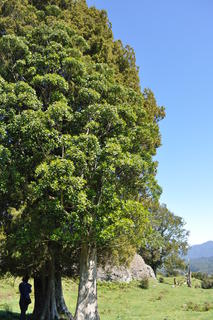 Tangikaroro