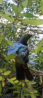 He Pikaokao, he Kereru, he orite tenei manu.