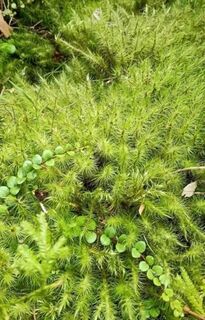Ptychomnion aciculare, pipe cleaner moss.