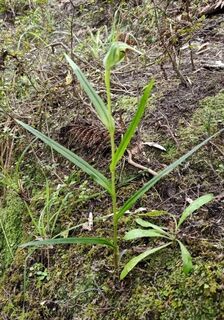 Native NZ Orchid